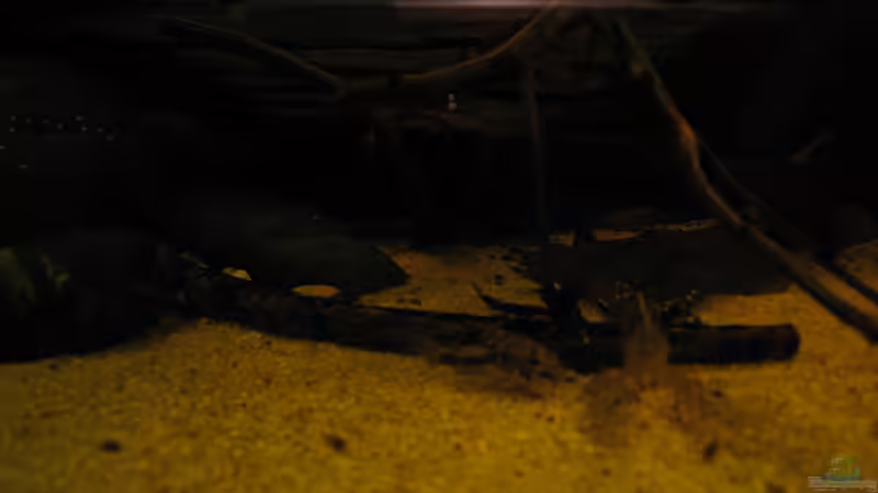 Besatz im Aquarium Südamerikapfütze II von Jemafa (45)