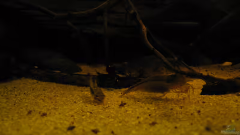 Besatz im Aquarium Südamerikapfütze II von Jemafa (46)