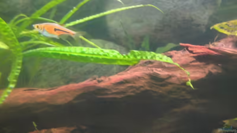 Besatz im Aquarium SüdOst Asien 375L Wohnzimmer (nur noch Beispiel) von Tiburón (44)