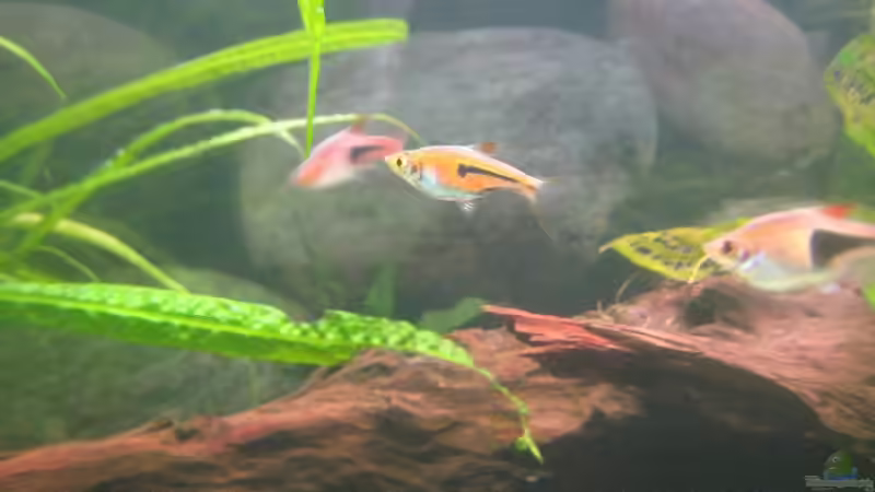 Besatz im Aquarium SüdOst Asien 375L Wohnzimmer (nur noch Beispiel) von Tiburón (45)