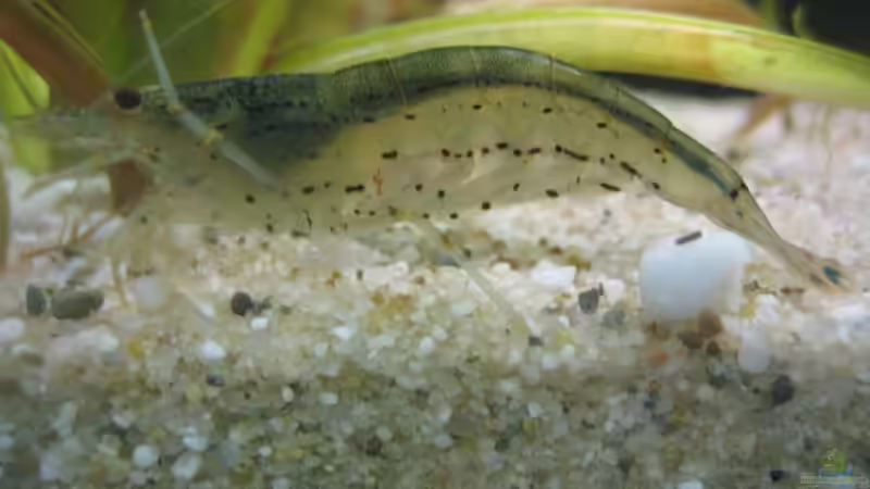 Besatz im Aquarium SüdOst Asien 375L Wohnzimmer (nur noch Beispiel) von Tiburón (46)