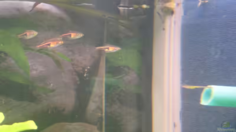 Besatz im Aquarium SüdOst Asien 375L Wohnzimmer (nur noch Beispiel) von Tiburón (49)