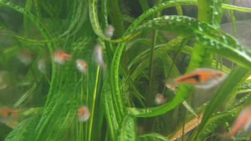 Besatz im Aquarium SüdOst Asien 375L Wohnzimmer (nur noch Beispiel) von Tiburón (50)