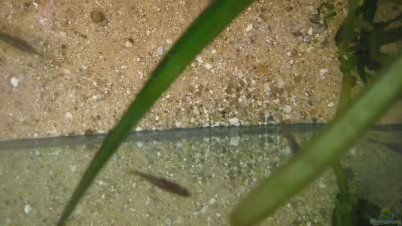 Besatz im Aquarium SüdOst Asien 375L Wohnzimmer (nur noch Beispiel) von Tiburón (51)