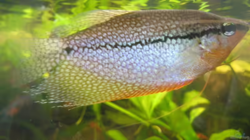 Besatz im Aquarium SüdOst Asien 375L Wohnzimmer (nur noch Beispiel) von Tiburón (52)