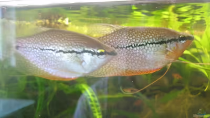 Besatz im Aquarium SüdOst Asien 375L Wohnzimmer (nur noch Beispiel) von Tiburón (53)