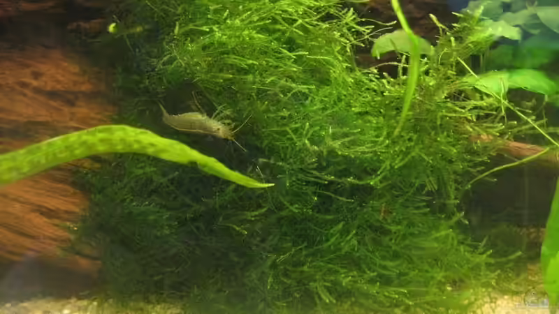 Besatz im Aquarium SüdOst Asien 375L Wohnzimmer (nur noch Beispiel) von Tiburón (55)