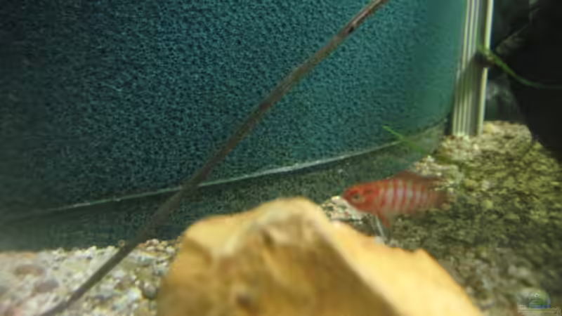 Besatz im Aquarium SüdOstAsien (Indien) 105L (nur noch Beispiel) von Tiburón (37)