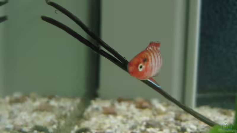 Besatz im Aquarium SüdOstAsien (Indien) 105L (nur noch Beispiel) von Tiburón (38)