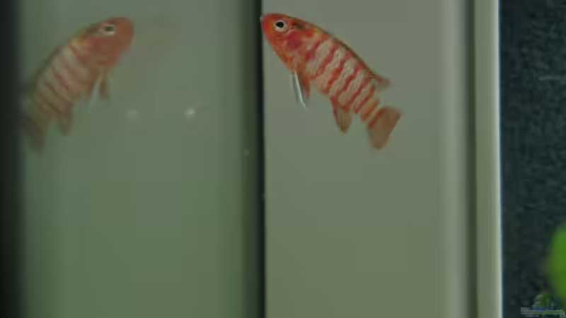 Besatz im Aquarium SüdOstAsien (Indien) 105L (nur noch Beispiel) von Tiburón (39)