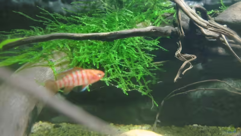 Besatz im Aquarium SüdOstAsien (Indien) 105L (nur noch Beispiel) von Tiburón (40)