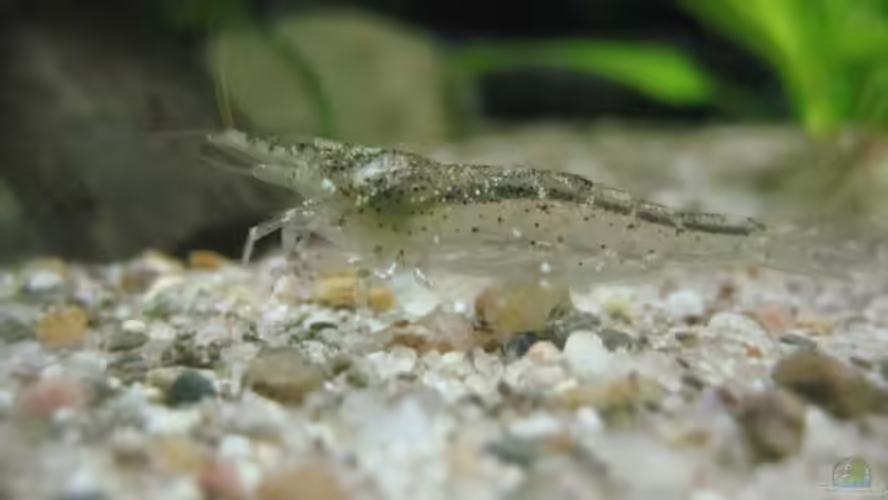 Besatz im Aquarium SüdOstAsien (Indien) 105L (nur noch Beispiel) von Tiburón (41)