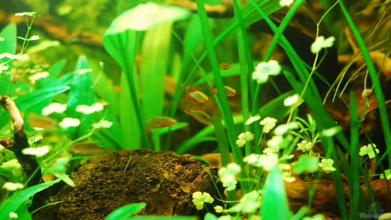 Besatz im Aquarium Südostasienzwerge von TimTamTellerlein (11)