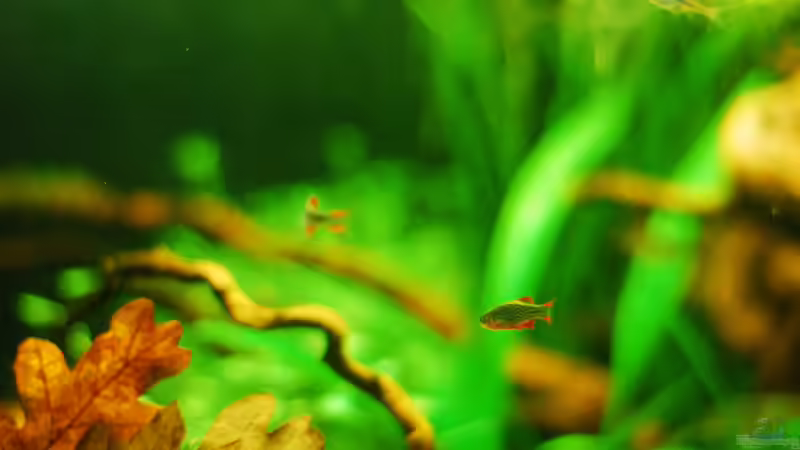 Besatz im Aquarium Südostasienzwerge von TimTamTellerlein (13)