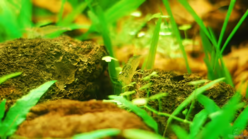 Besatz im Aquarium Südostasienzwerge von TimTamTellerlein (16)