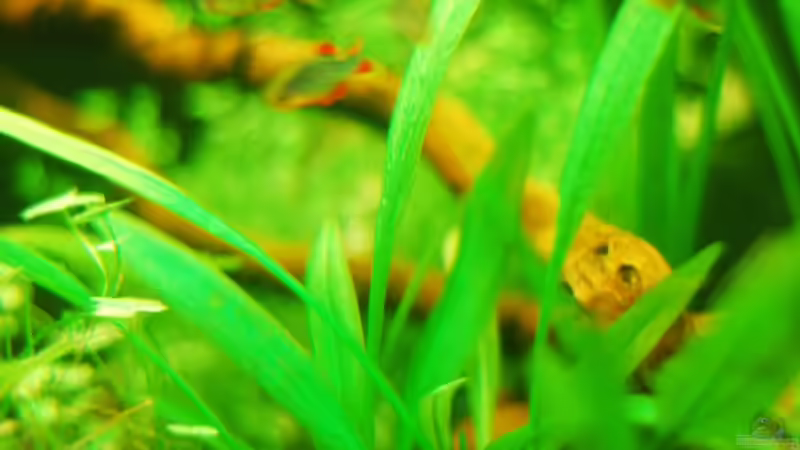 Besatz im Aquarium Südostasienzwerge von TimTamTellerlein (18)