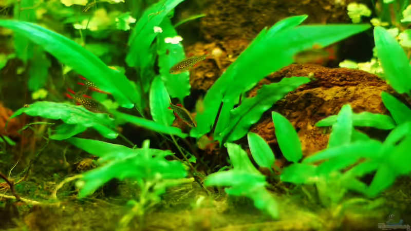 Besatz im Aquarium Südostasienzwerge von TimTamTellerlein (6)