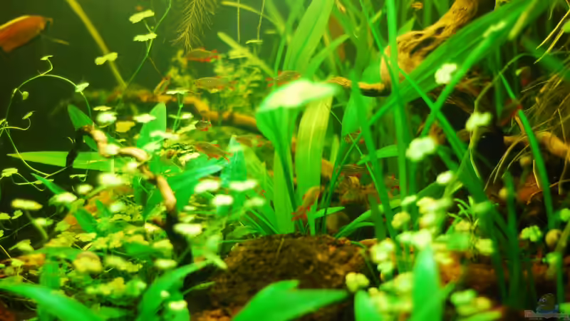 Besatz im Aquarium Südostasienzwerge von TimTamTellerlein (7)