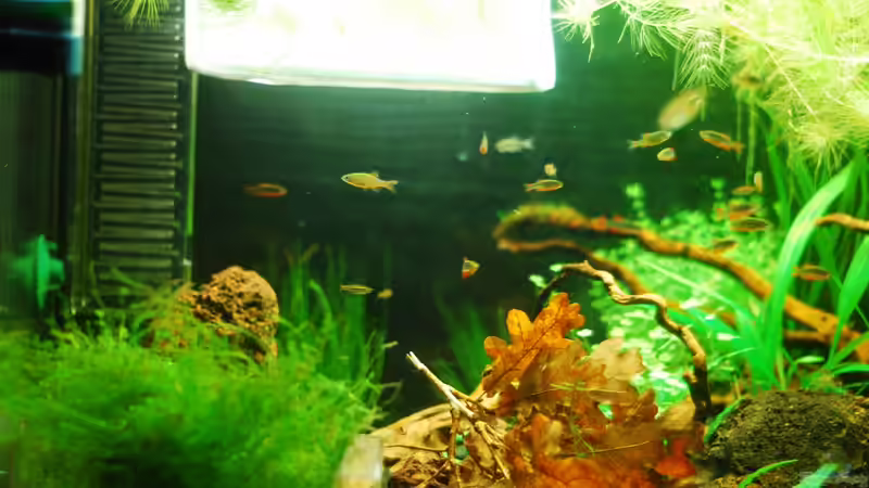 Besatz im Aquarium Südostasienzwerge von TimTamTellerlein (8)