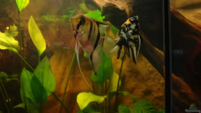 Besatz im Aquarium Südtirols Amazonas von Paul Kerschbaumer (18)