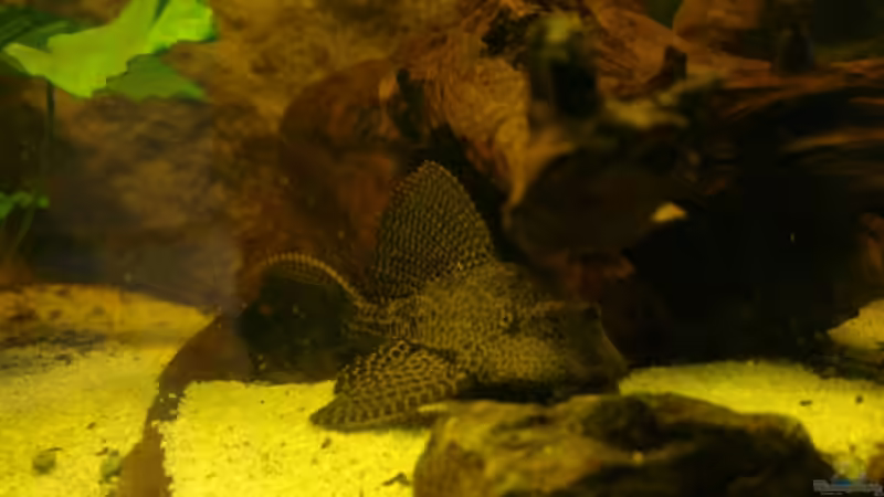 Besatz im Aquarium Südtirols Amazonas von Paul Kerschbaumer (19)