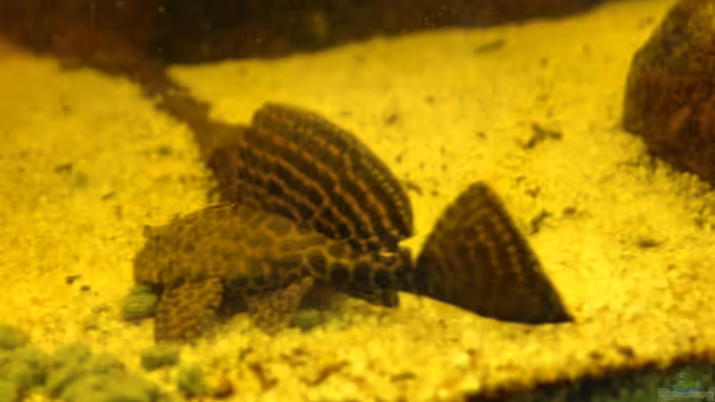 Besatz im Aquarium Südtirols Amazonas von Paul Kerschbaumer (20)