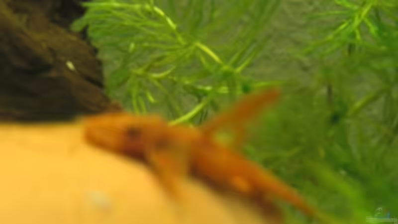 Besatz im Aquarium Süßwassergesellschaftsbecken von Sebastian Fischer (10)