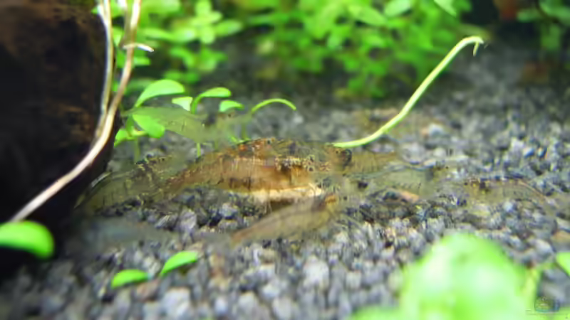 Besatz im Aquarium Sulawesi-Inlansgarnelen von Julian H. (2)