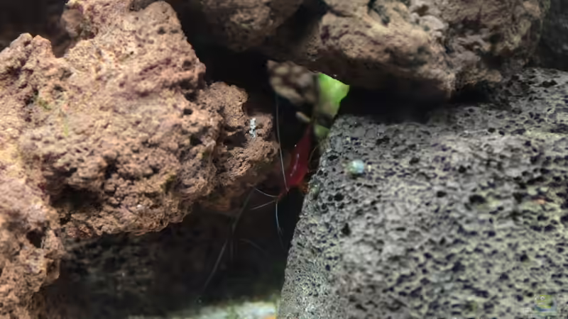 Besatz im Aquarium Sulawesi Moon scape von mojita (2)