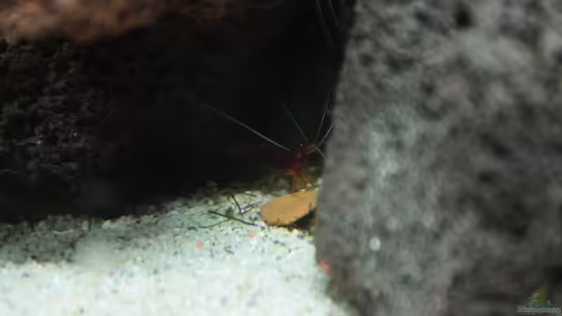 Besatz im Aquarium Sulawesi Moon scape von mojita (3)