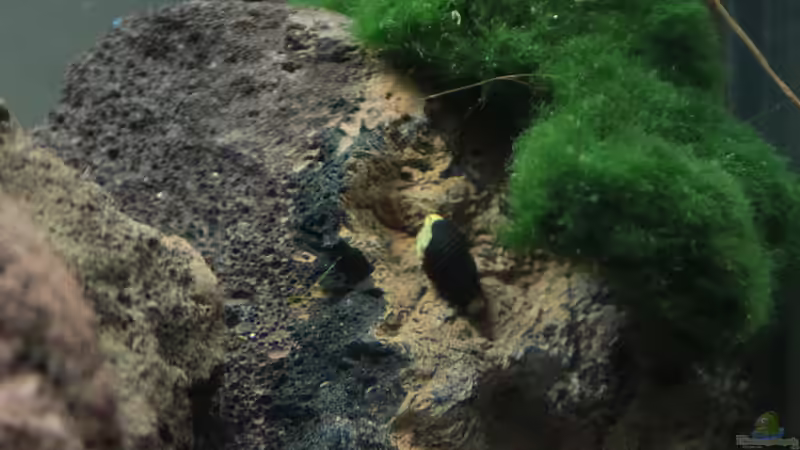 Besatz im Aquarium Sulawesi Moon scape von mojita (4)