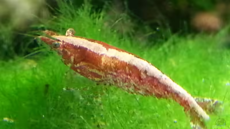 Besatz im Aquarium Sulawesi von Zomic (28)