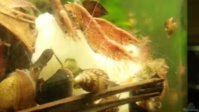 Besatz im Aquarium Sulawesi von Zomic (29)