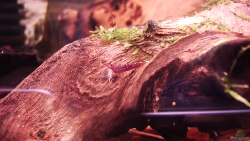 Besatz im Aquarium Sulawesitreff von Stefan Bischoff (12)