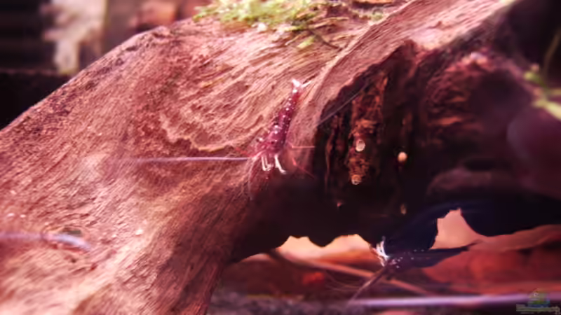 Besatz im Aquarium Sulawesitreff von Stefan Bischoff (13)