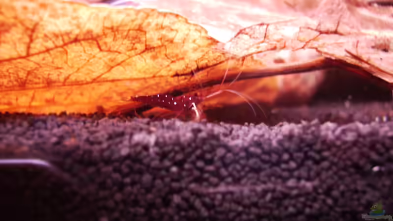 Besatz im Aquarium Sulawesitreff von Stefan Bischoff (14)