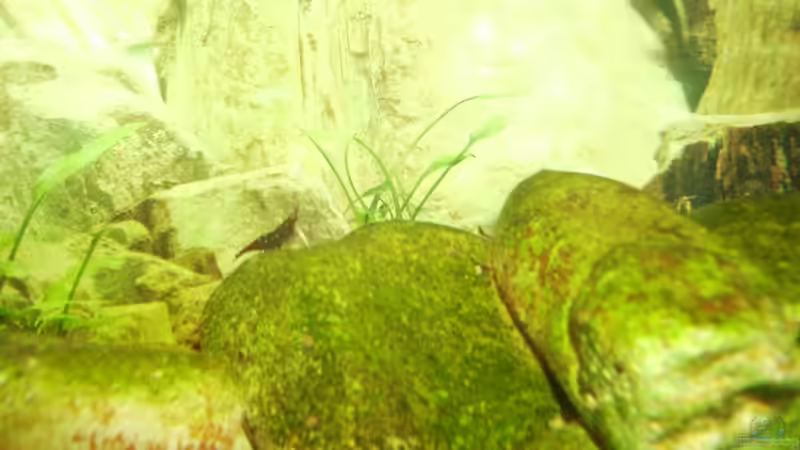 Besatz im Aquarium Sulawesitreff von Stefan Bischoff (19)