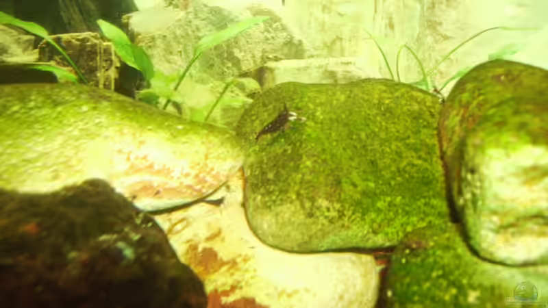 Besatz im Aquarium Sulawesitreff von Stefan Bischoff (20)