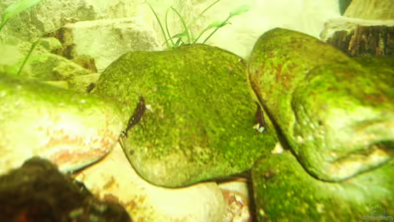 Besatz im Aquarium Sulawesitreff von Stefan Bischoff (21)