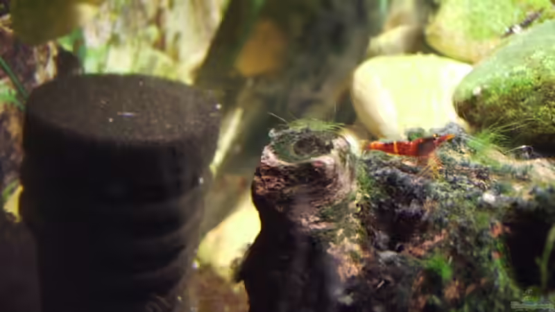 Besatz im Aquarium Sulawesitreff von Stefan Bischoff (24)