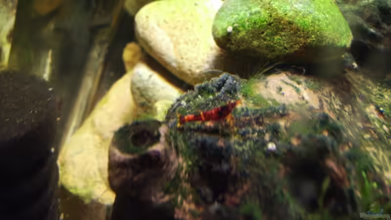 Besatz im Aquarium Sulawesitreff von Stefan Bischoff (25)