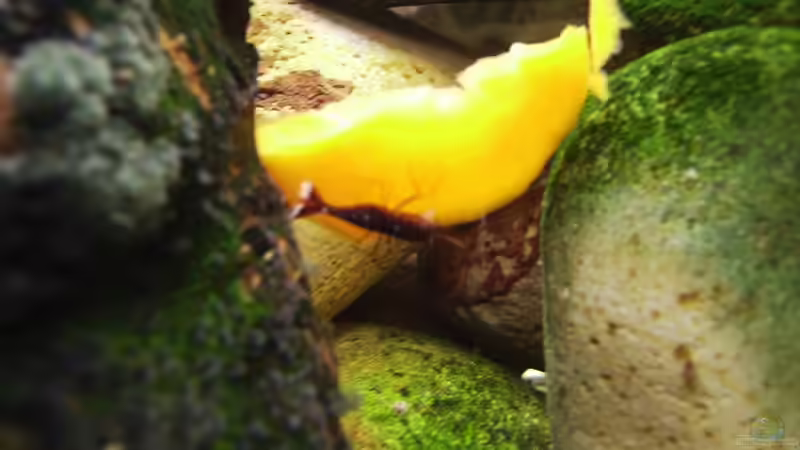 Besatz im Aquarium Sulawesitreff von Stefan Bischoff (28)