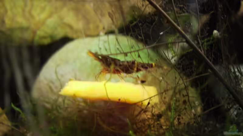 Besatz im Aquarium Sulawesitreff von Stefan Bischoff (29)