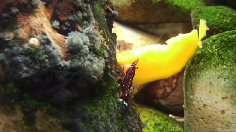 Besatz im Aquarium Sulawesitreff von Stefan Bischoff (30)