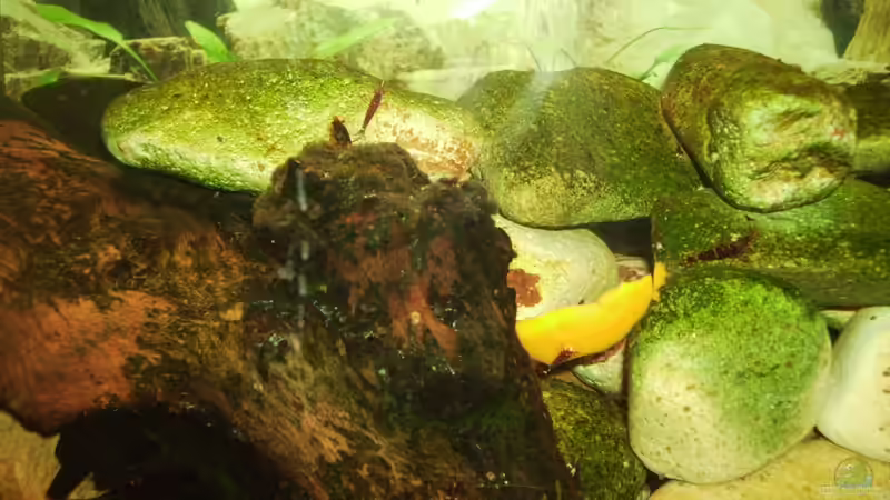 Besatz im Aquarium Sulawesitreff von Stefan Bischoff (32)