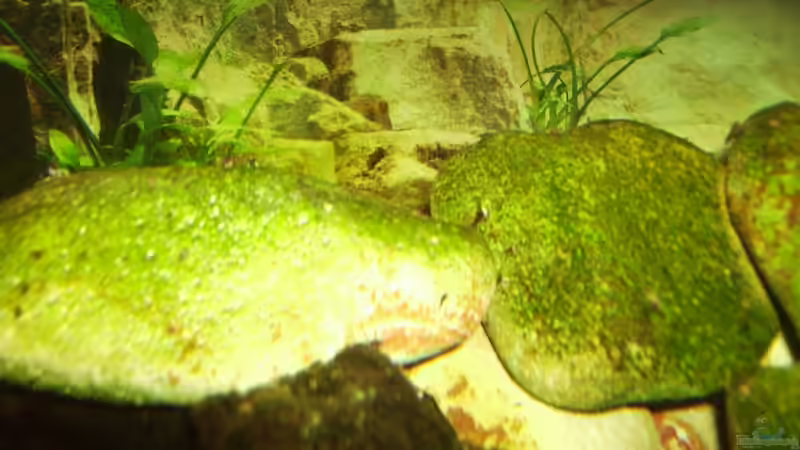 Besatz im Aquarium Sulawesitreff von Stefan Bischoff (33)