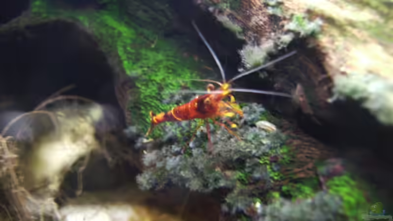 Besatz im Aquarium Sulawesitreff von Stefan Bischoff (34)