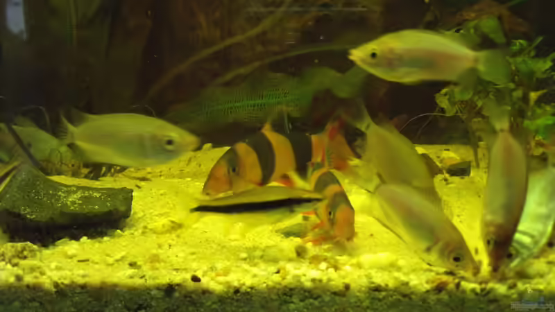 Besatz im Aquarium Sumatra von lupusmedicus (24)