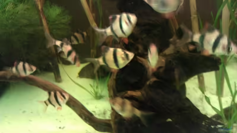 Besatz im Aquarium Sumatrabecken von Xia (11)