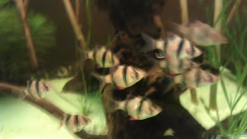 Besatz im Aquarium Sumatrabecken von Xia (12)